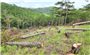 Lâm Đồng: Hơn 23 ha rừng bị mất sau khi giao cho doanh nghiệp thực hiện dự án trồng rừng