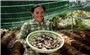 Giồng Riềng (Kiên Giang): Đồng bào Khmer ổn định kinh tế nhờ trồng nấm rơm