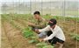 Lào Cai: Tổ chức 22 lớp đào tạo nghề nông nghiệp cho lao động nông thôn
