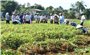 Ninh Thuận: Hỗ trợ vốn cho nông dân phát triển sản xuất