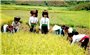 Phát triển sản phẩm gạo Điện Biên theo chuỗi giá trị