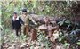 Gia Lai: Tạm giam 1 đối tượng trong vụ phá rừng tại huyện Kbang