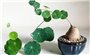 Cây bình vôi và những bài thuốc dân gian
