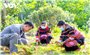 Phát triển lâm nghiệp gắn với giảm nghèo bền vững : Cần tháo gỡ những bất cập về chính sách (Bài 2)