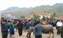 Quản Bạ (Hà Giang): Đẩy mạnh phát triển chăn nuôi gia súc hàng hoá