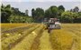 Kỳ vọng từ Đề án Phát triển bền vững 1 triệu ha lúa chất lượng cao