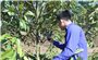 Đắk Lắk: Thực hiện số hoá gần 10 nghìn cây sầu riêng