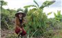 Quảng Nam: Hiệu quả giảm nghèo từ mô hình “3 cây 3 con”
