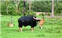 Số lượng lớn bò tót đã được phát hiện thông qua bẫy ảnh ở Vườn Quốc gia Phước Bình