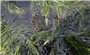 Nhật Bản trồng cỏ biển để thu giữ carbon giúp phòng, chống biến đổi khí hậu