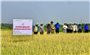 Gia Lai: Hội thảo đầu bờ mô hình trình diễn sản xuất giống lúa chất lượng cao