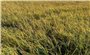 Đắk Lắk: Mưa đá gây thiệt hại hàng trăm héc ta lúa chín