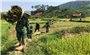 Đội nắng giúp đồng bào khu vực biên giới thu hoạch lúa