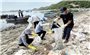 Xác định nguyên nhân khiến tôm hùm, cá chết hàng loạt ở Phú Yên