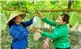 Hiện thực hóa khát vọng vươn tầm nông sản Việt: Liên kết phát triển phù hợp với xu thế phân phối hiện đại (Bài 2)