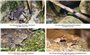 Khảo sát tình trạng quần thể loài lưỡng cư, bò sát trong Vườn quốc gia Hoàng Liên