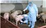 Thực hiện nghiêm các biện pháp phòng, chống bệnh Dịch tả lợn Châu Phi