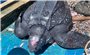 Quảng Nam: Ngư dân thả rùa quý hiếm nặng gần 200kg về biển