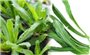 Rau mùi tàu- vị thuốc tốt trị các chứng bệnh thông thường