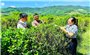 An Vinh (Gia Lai): Đảng viên đồng hành cùng Nhân dân phát triển kinh tế