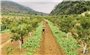 Đưa ngành trồng trọt vào quỹ đạo phát thải thấp giai đoạn 2025 – 2035