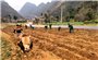 Giảm phát thải khí nhà kính, bước chuyển tất yếu trong sản xuất trồng trọt