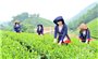 Đề xuất người lao động ở vùng đặc biệt khó khăn được nghỉ hưu sớm