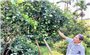Nông dân vùng cao Đà Nẵng sở hữu cơ ngơi tiền tỷ từ chuyển đổi cây trồng