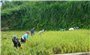 Mỗi năm, Lào Cai phấn đấu giảm tỷ lệ hộ nghèo vùng DTTS từ 5 - 6%