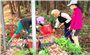Đặc sản nấm tràm những ngày mưa Huế