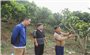 Chuyển đổi cây ăn quả hướng tới kinh tế bền vững vùng cao