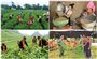 Điều chỉnh một số nội dung Chương trình mục tiêu quốc gia phát triển kinh tế -xã hội vùng dân tộc thiểu số và miền núi