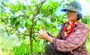 Quả ngọt trên những vùng đất đồi núi xứ Thanh