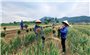 Hành và tỏi Kinh Môn- tinh hoa từ đất, niềm tự hào vùng miền