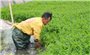 Nông dân chủ động chuyển đổi mô hình canh tác trong mùa mưa lũ