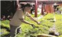 Đưa rau bò khai xuất ngoại