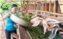Dự án “Vươn mình - She Thrives”: Hỗ trợ cải thiện sinh kế cho hơn 16.000 phụ nữ và đồng bào DTTS