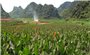 Hỗ trợ phát triển sản xuất theo chuỗi giá trị: Hiệu quả tích cực trong sản xuất nông nghiệp vùng DTTS và miền núi