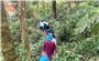 Vượt núi, băng rừng giúp đồng bào Xơ Đăng khôi phục lại vườn sâm Ngọc Linh do bão tàn phá