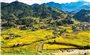 Óng ánh sắc vàng trên những thửa ruộng bậc thang