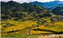 Óng ánh sắc vàng trên những thửa ruộng bậc thang