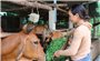 Chương trình MTQG 1719 tạo sức bật mới cho miền núi Khánh Hoà