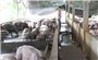 Kiểm soát dịch tả lợn châu Phi, hướng dẫn người dân tái đàn an toàn