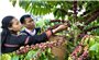 Chuỗi sự kiện cà phê đặc sản Gia Lai sẽ diễn ra vào tháng 11/2026