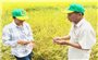 Nâng cao giá trị hạt gạo từ những cánh đồng “thuận thiên”