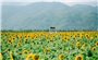 Rực rỡ cánh đồng hoa hướng dương bên dòng Vu Gia