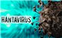 Virus Hanta là gì? Bộ Y tế cảnh báo nguy cơ lây nhiễm từ chuột