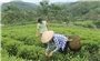 Tuyên Quang: Nhiều hộ thoát nghèo nhờ nguồn vốn tín dụng chính sách