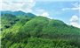 Thúc đẩy thị trường tín chỉ carbon rừng ở Việt Nam