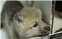 Giới khoa học Trung Quốc nhân bản sói Bắc cực đầu tiên trên thế giới